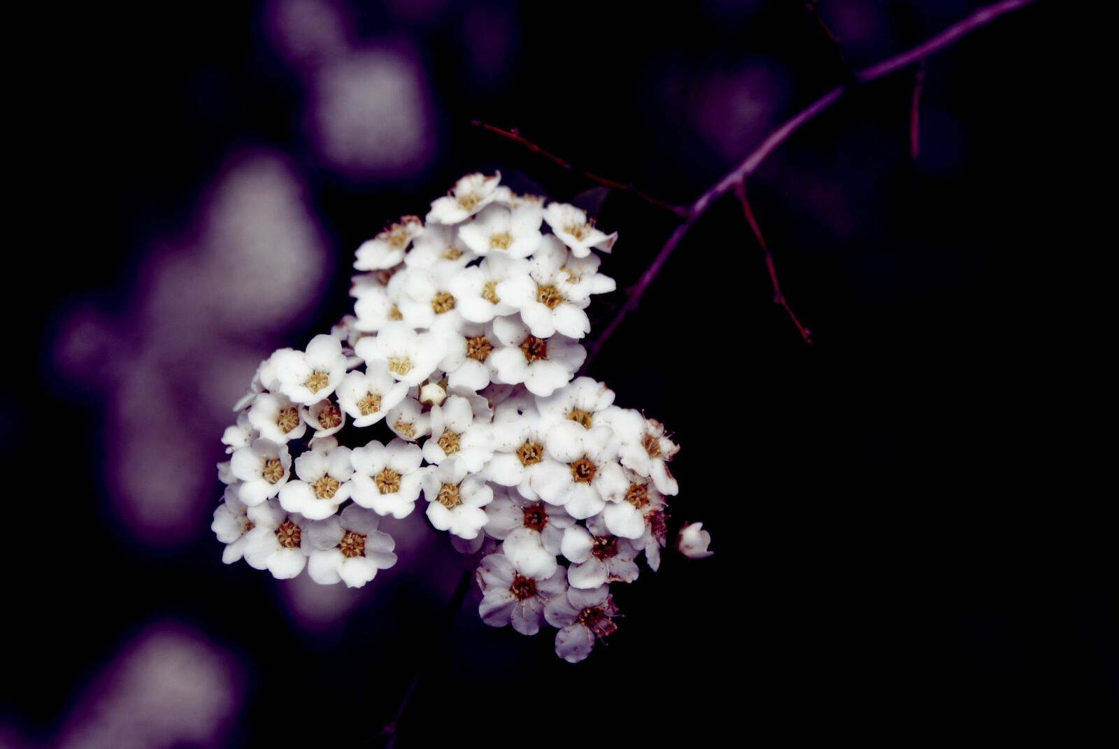 Sony Alpha DSLR-A300 sample photo. Flower, flora, nature photography