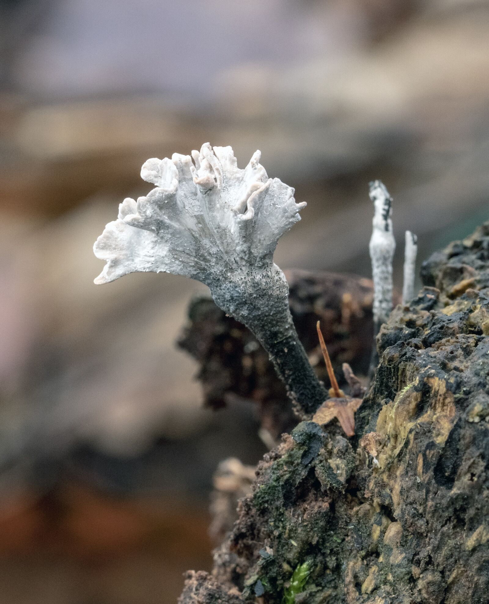 Canon EF 100mm F2.8L Macro IS USM sample photo. Candlesnuff fungus, white, black photography