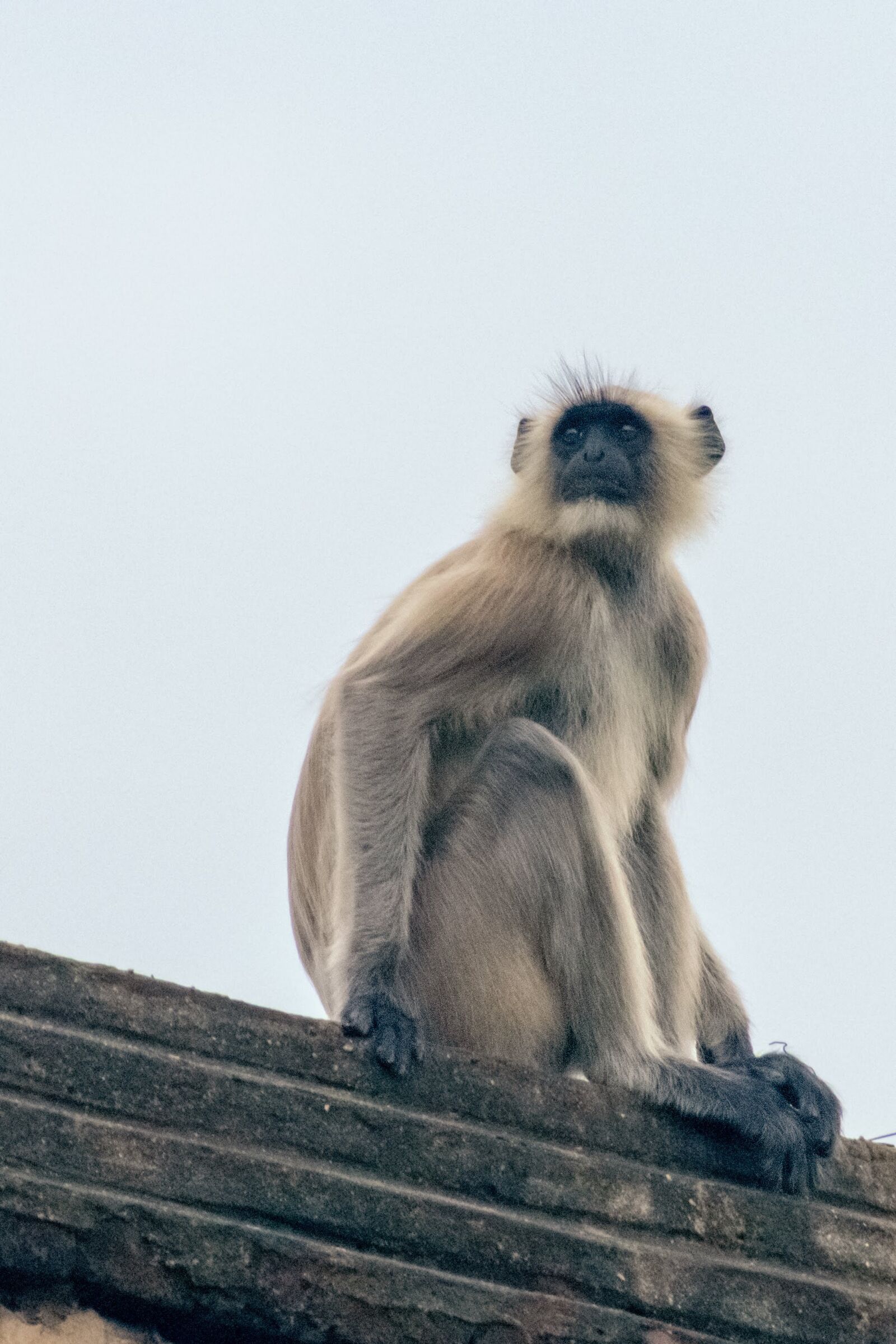 Nikon D3400 sample photo. Monkey, ape, mammal photography