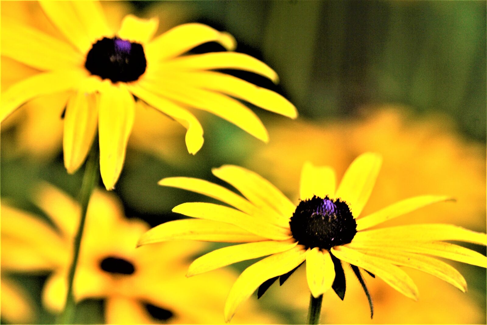 Canon EOS 1000D (EOS Digital Rebel XS / EOS Kiss F) sample photo. Flowers, walk in the photography
