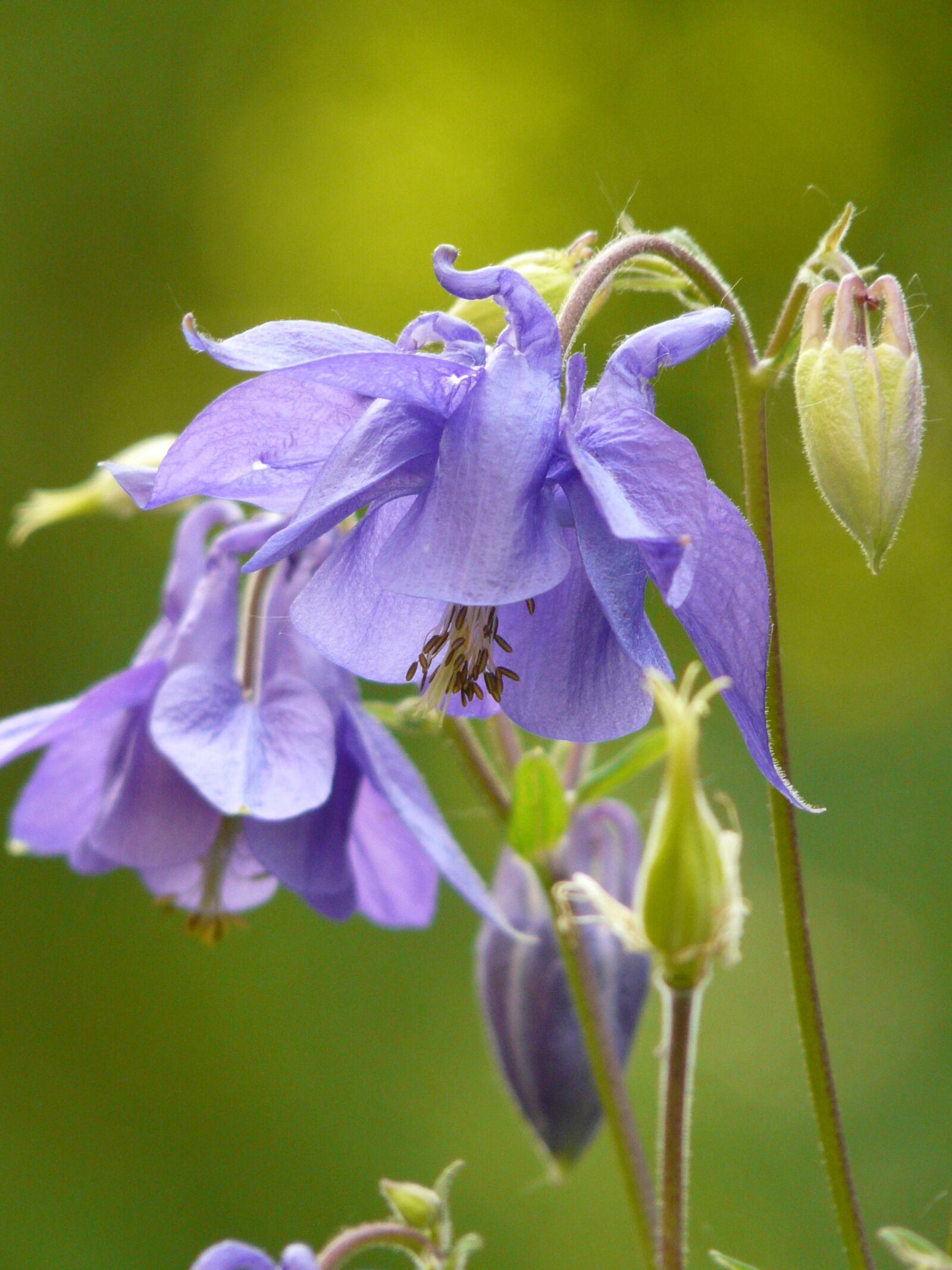 Panasonic DMC-FZ18 sample photo. Common akelei, columbine, flower photography