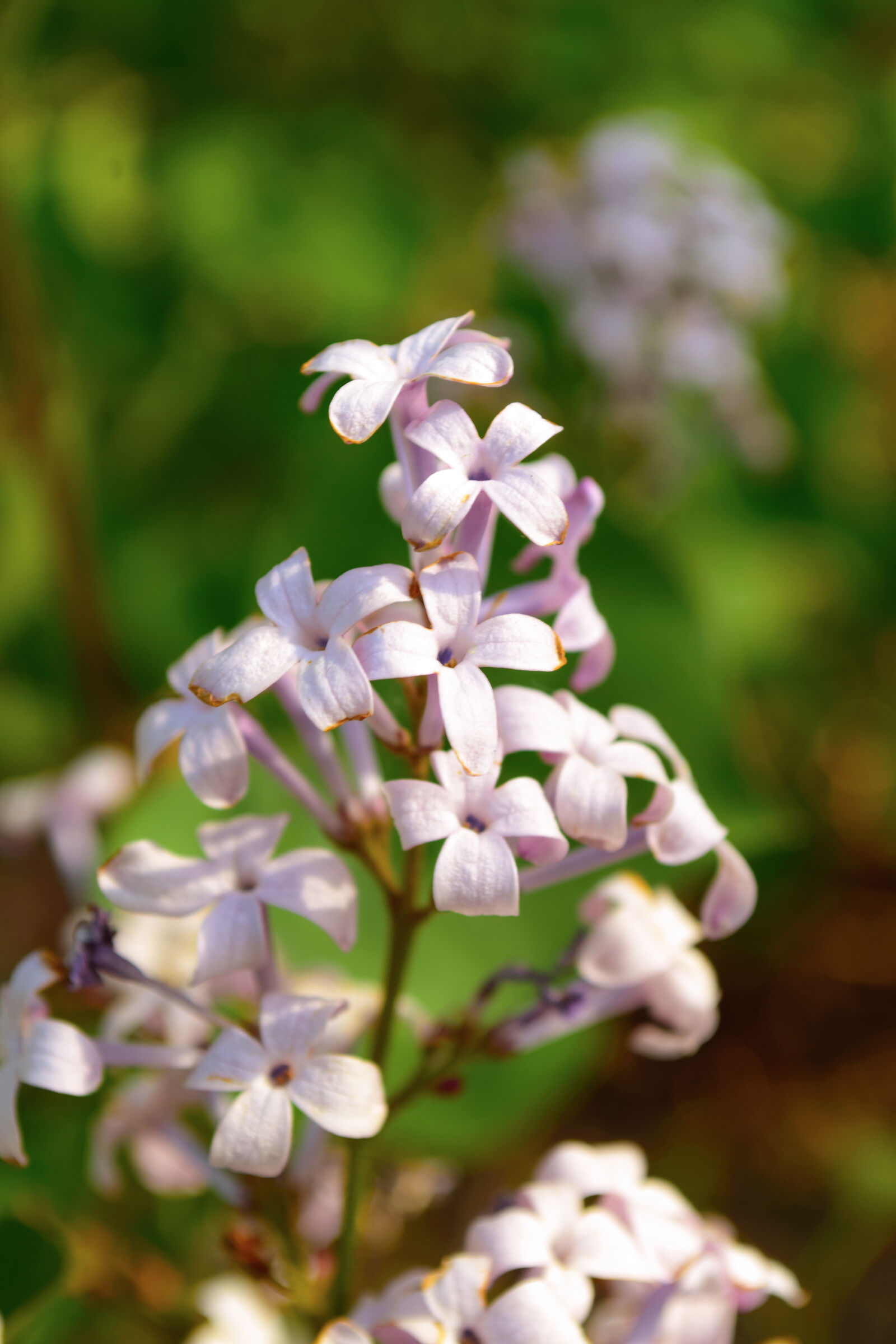 Nikon D5300 sample photo