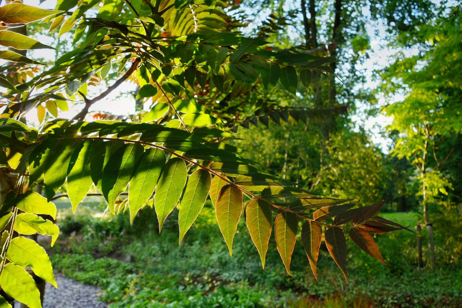 Sony Cyber-shot DSC-RX100 sample photo. Leaf, branch, foliage photography