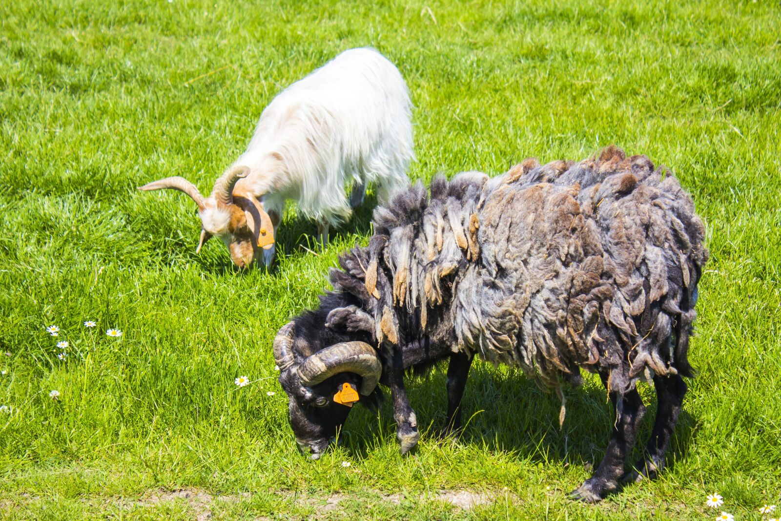 Canon EOS 60D sample photo. Rams, kennel, village photography