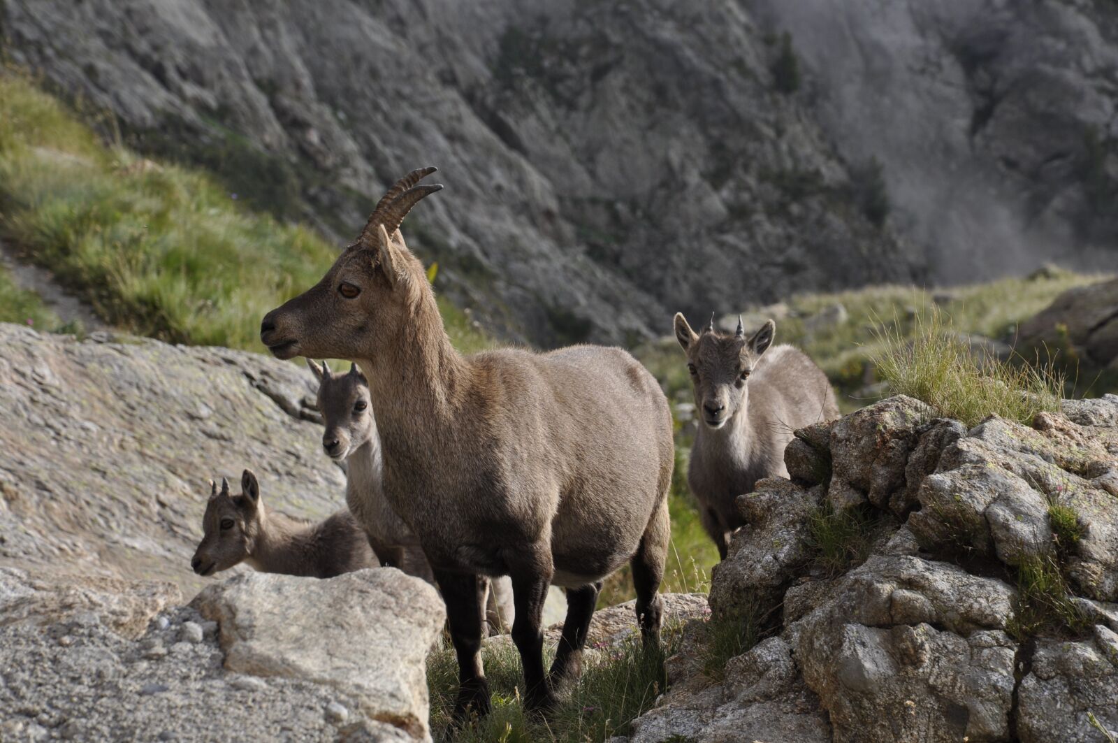 Nikon D5000 sample photo. Chamois, mountain, nature photography