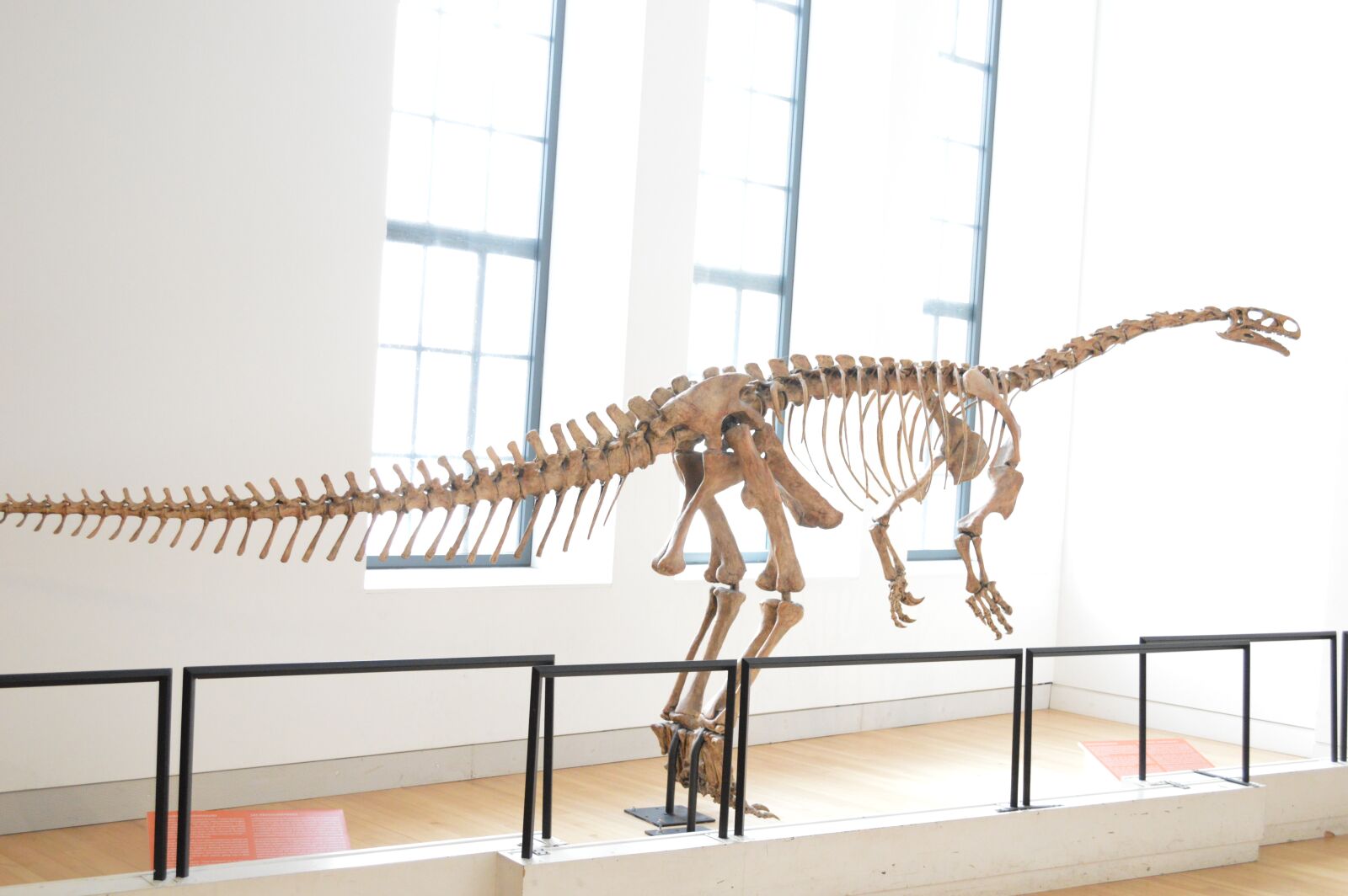 Nikon D3200 sample photo. Dinosaur, prosauropod, early dinosaur photography