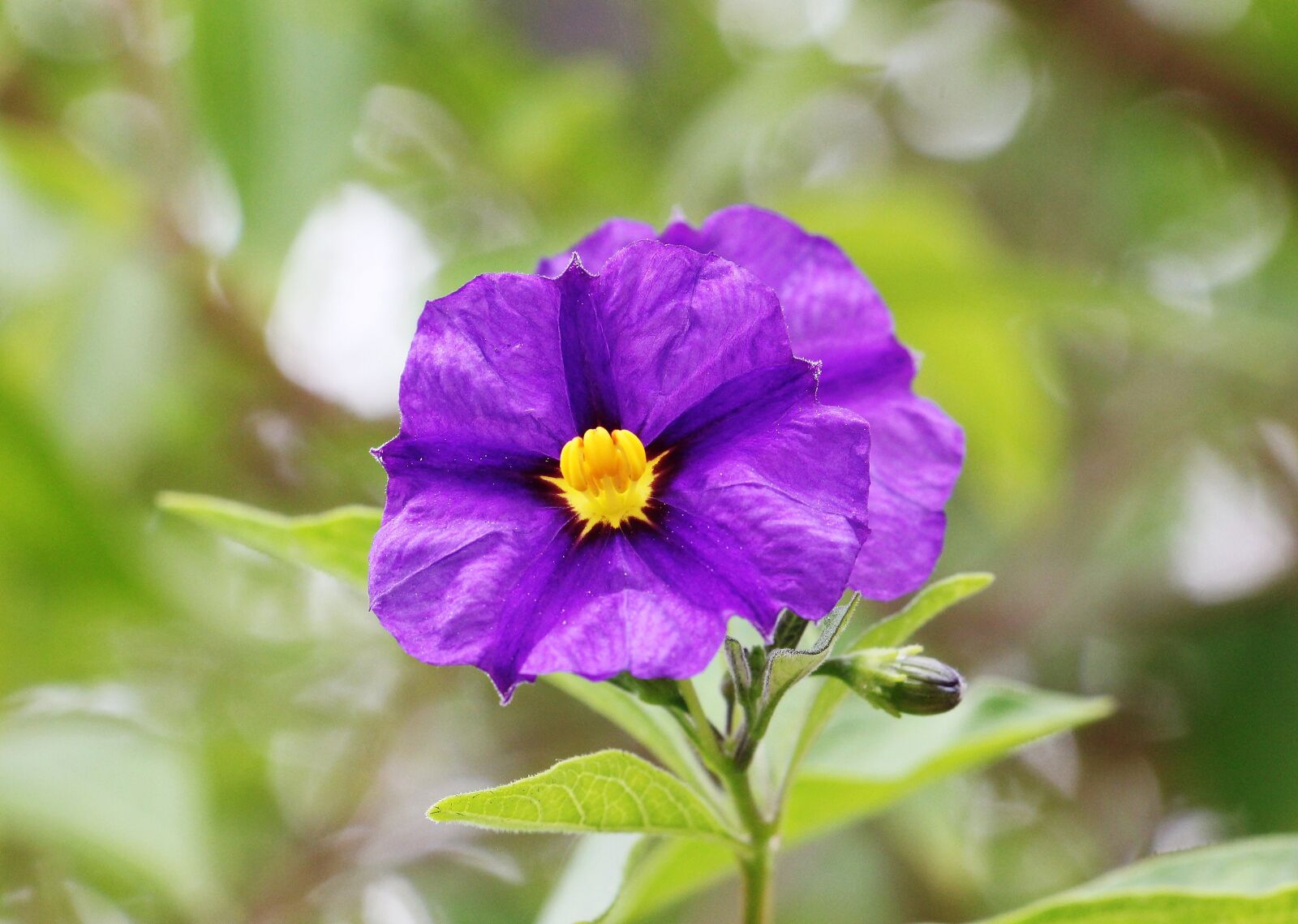 Canon EOS 550D (EOS Rebel T2i / EOS Kiss X4) sample photo. Gentian shrub, gentian flower photography