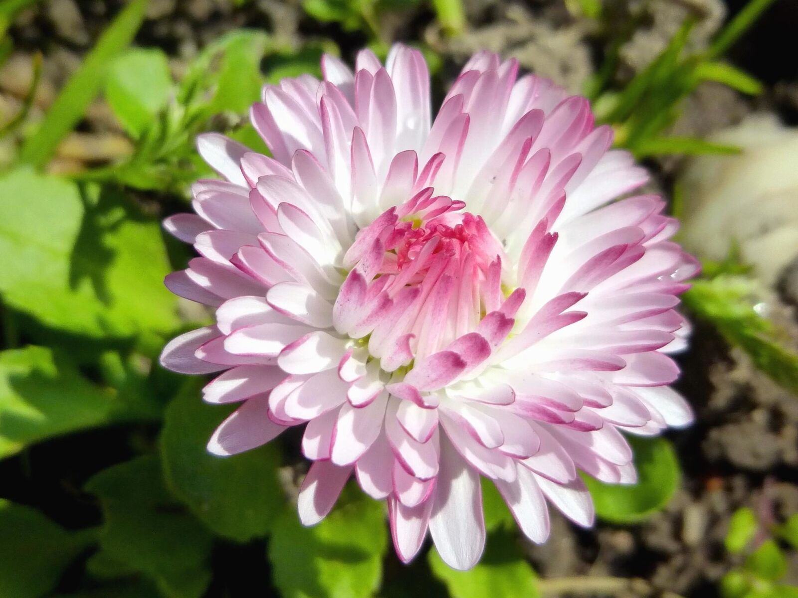 Panasonic DMC-SZ9 sample photo. Spring, nature, plant, flower photography