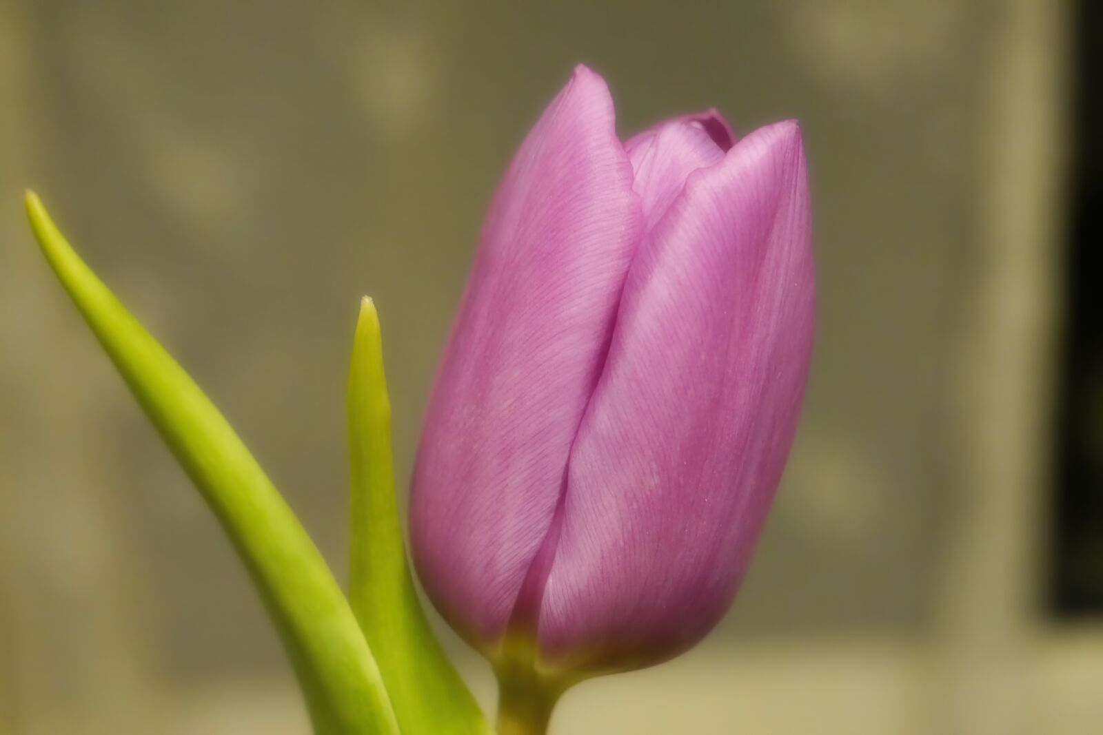 Panasonic Lumix DMC-G6 sample photo. Tulip, blossom, bloom photography
