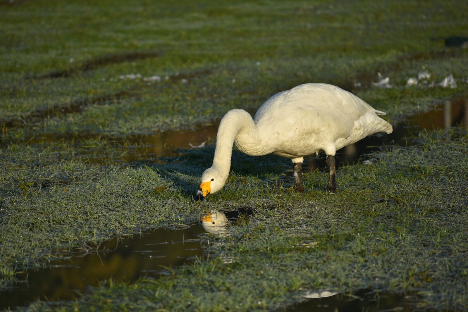 Nikon D7200 sample photo. Natural, landscape, morning photography