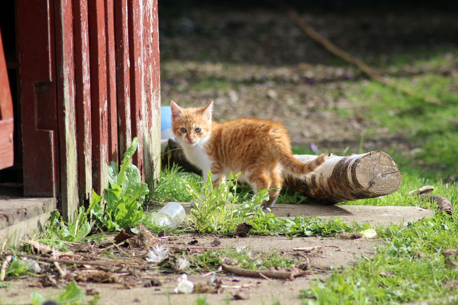 Canon EOS 600D (Rebel EOS T3i / EOS Kiss X5) sample photo. Cat, farm, expensive photography