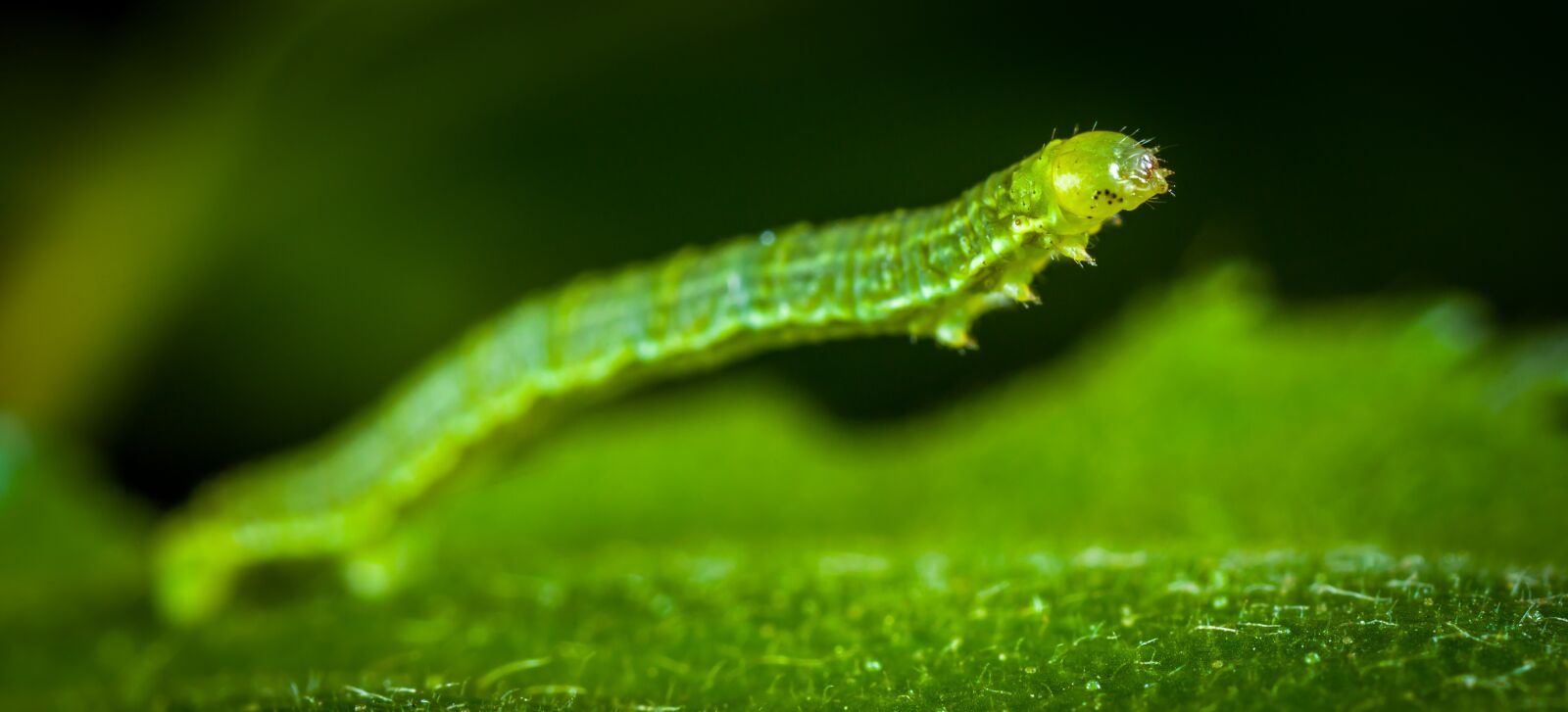 Canon EOS 5D Mark II sample photo. Nature, larva, insect photography