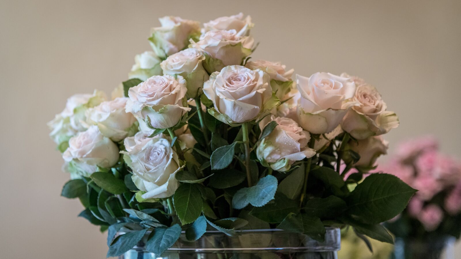 Nikon D850 sample photo. Rose, roses, flowers photography
