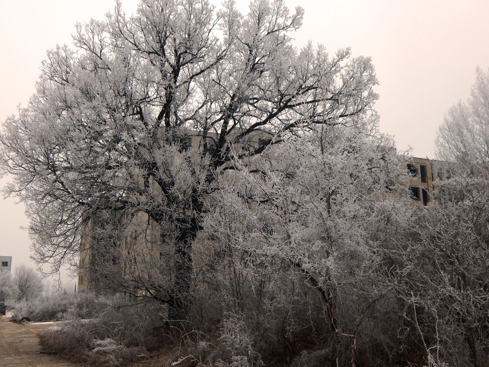 Nikon Coolpix L830 sample photo. Tree, winter, snow photography