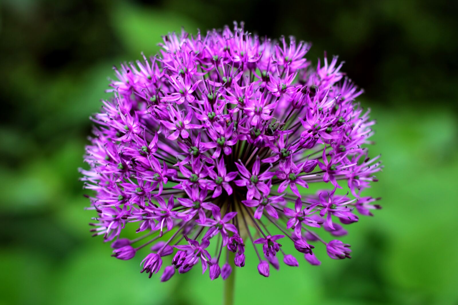Canon EOS 600D (Rebel EOS T3i / EOS Kiss X5) + Canon EF 50mm F1.8 STM sample photo. Allium purple sensation, ornamental photography