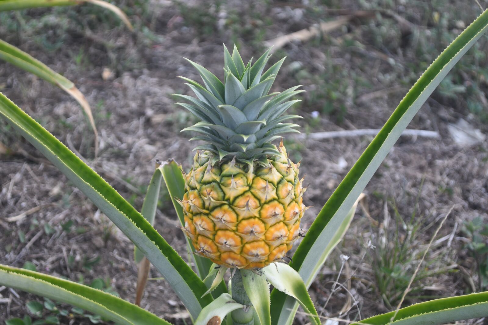 Nikon D7500 sample photo. Pineapple, fruit, nature photography