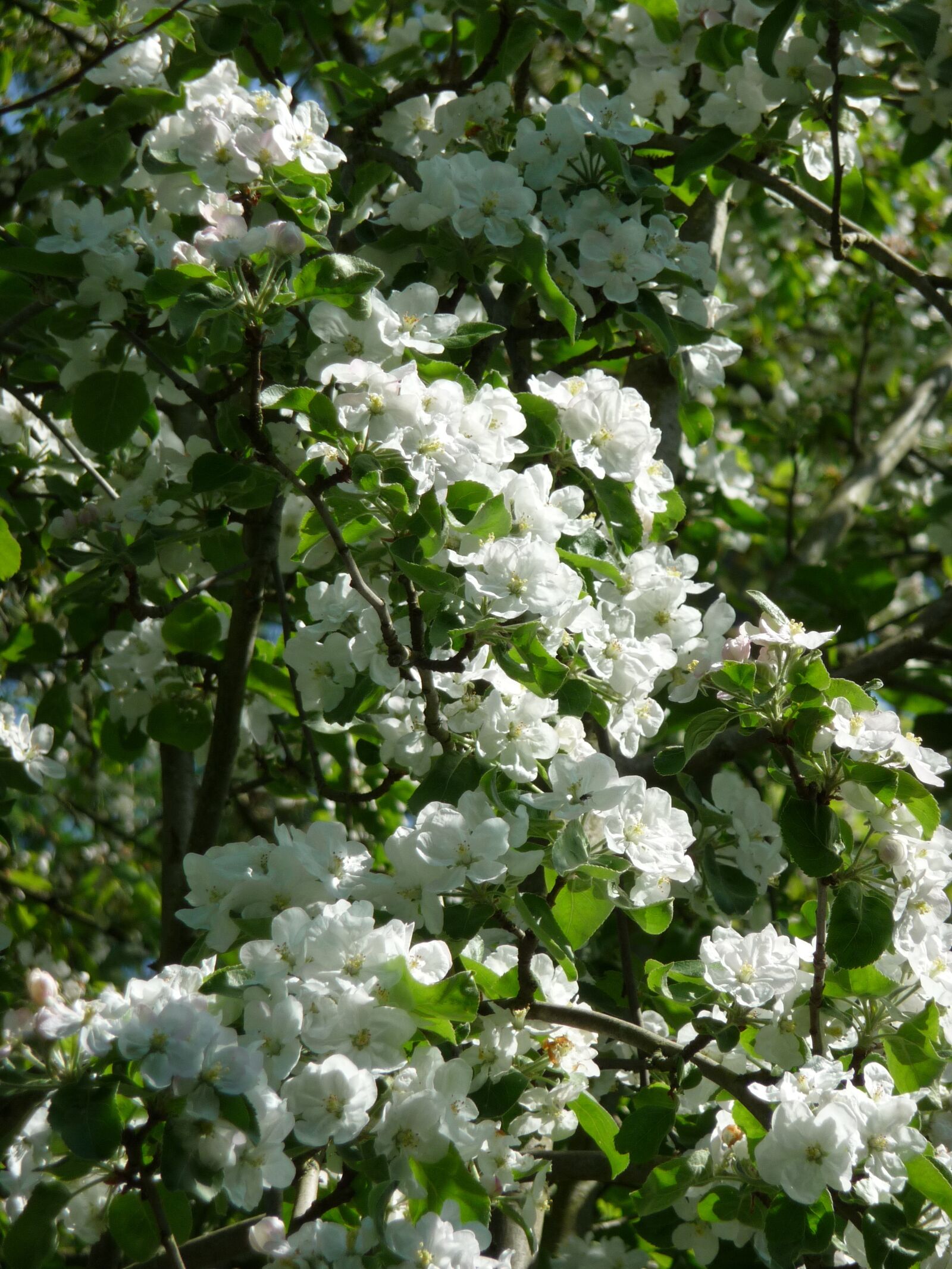Panasonic Lumix DMC-TZ5 sample photo. Spring, nature, plant photography