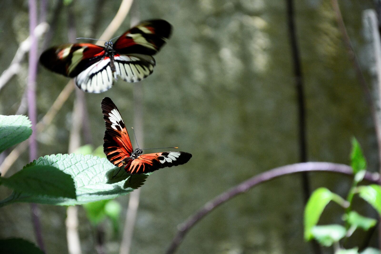 Nikon D7100 sample photo. Butterflies, colorful, exotic photography