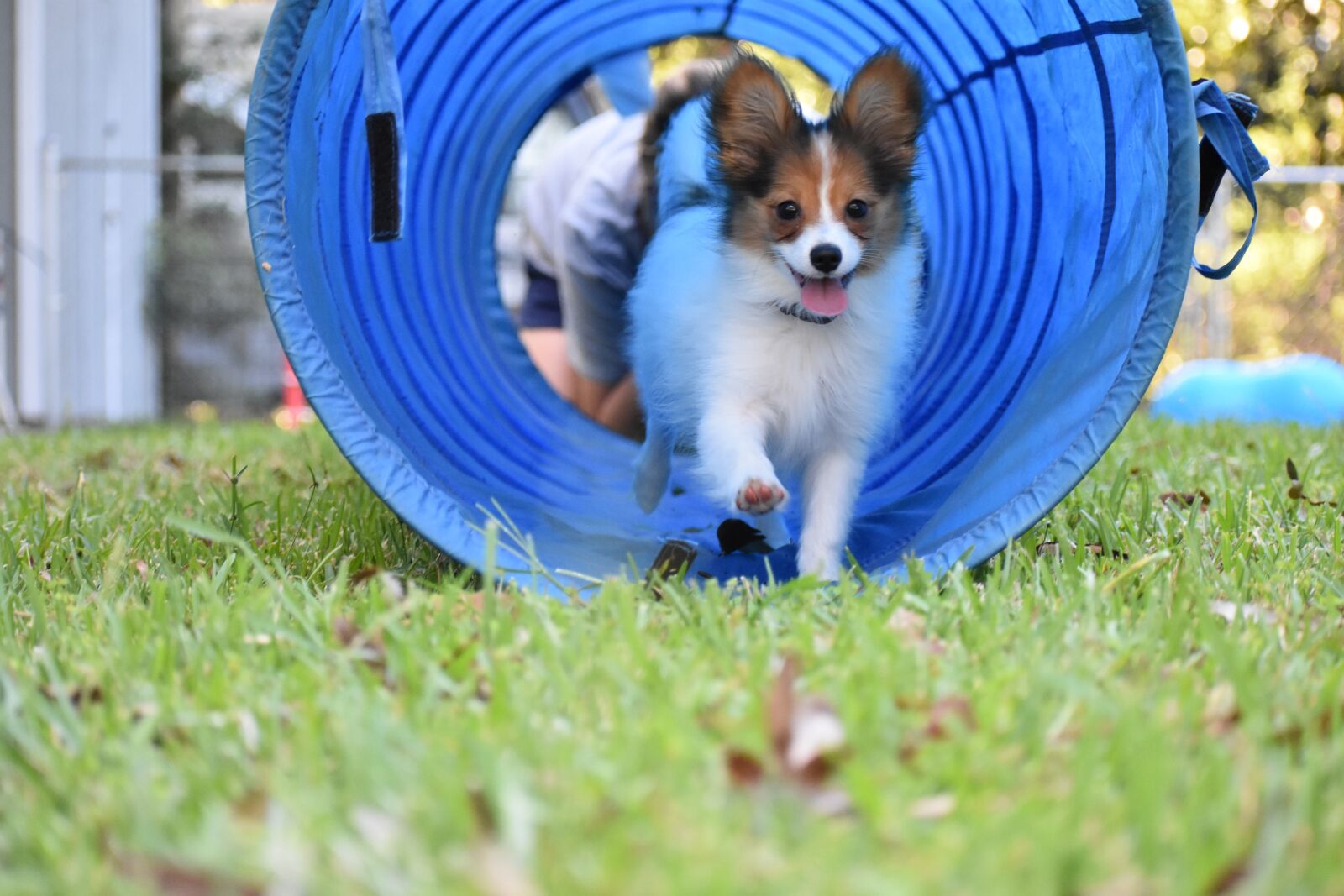 Nikon D3400 sample photo. Dog, pet, puppy photography