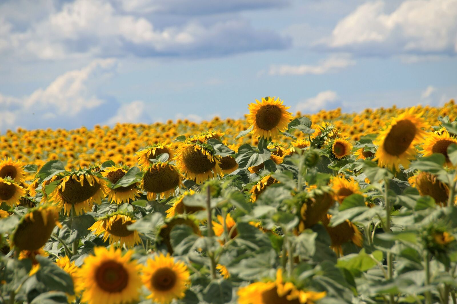 Sony SLT-A58 sample photo. Sunflower, field, summer photography