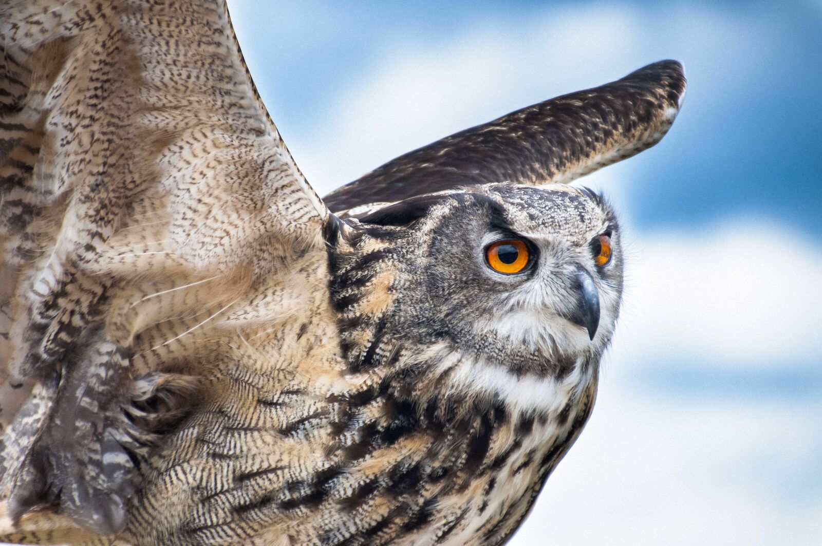 Nikon D5000 sample photo. Owl, bird, flight photography