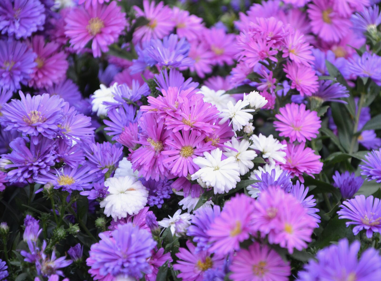 Nikon D5200 sample photo. Flower, flowers, white flowers photography