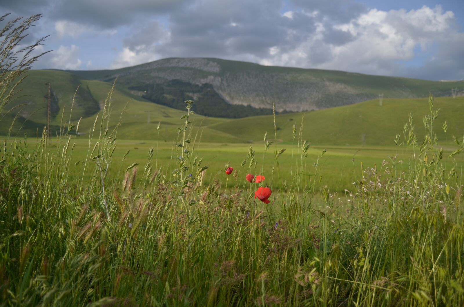 Nikon D5100 sample photo. Poppy, prato, mountain photography