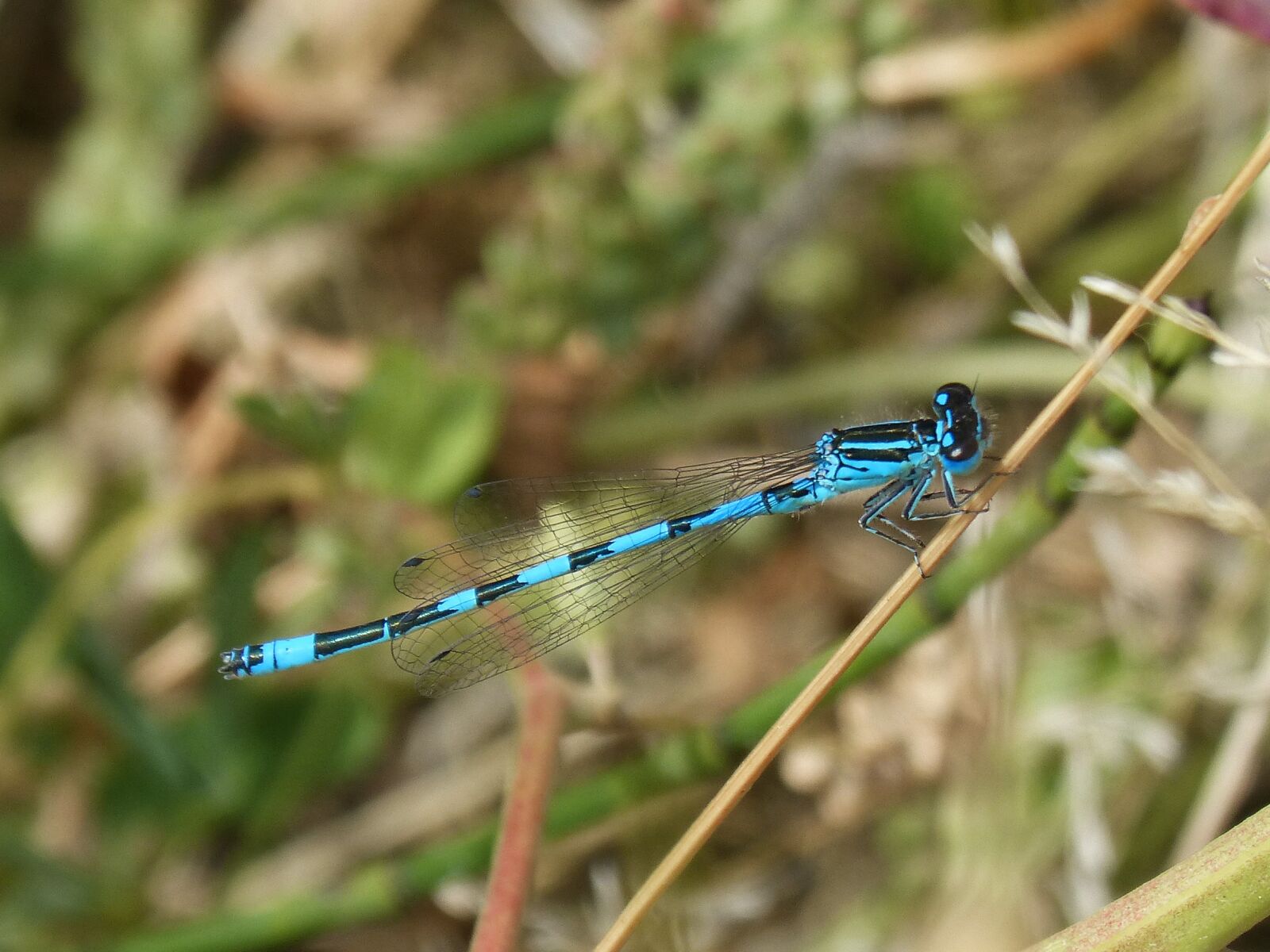 Panasonic DMC-FZ62 sample photo. Dragonfly, winged insect, detail photography