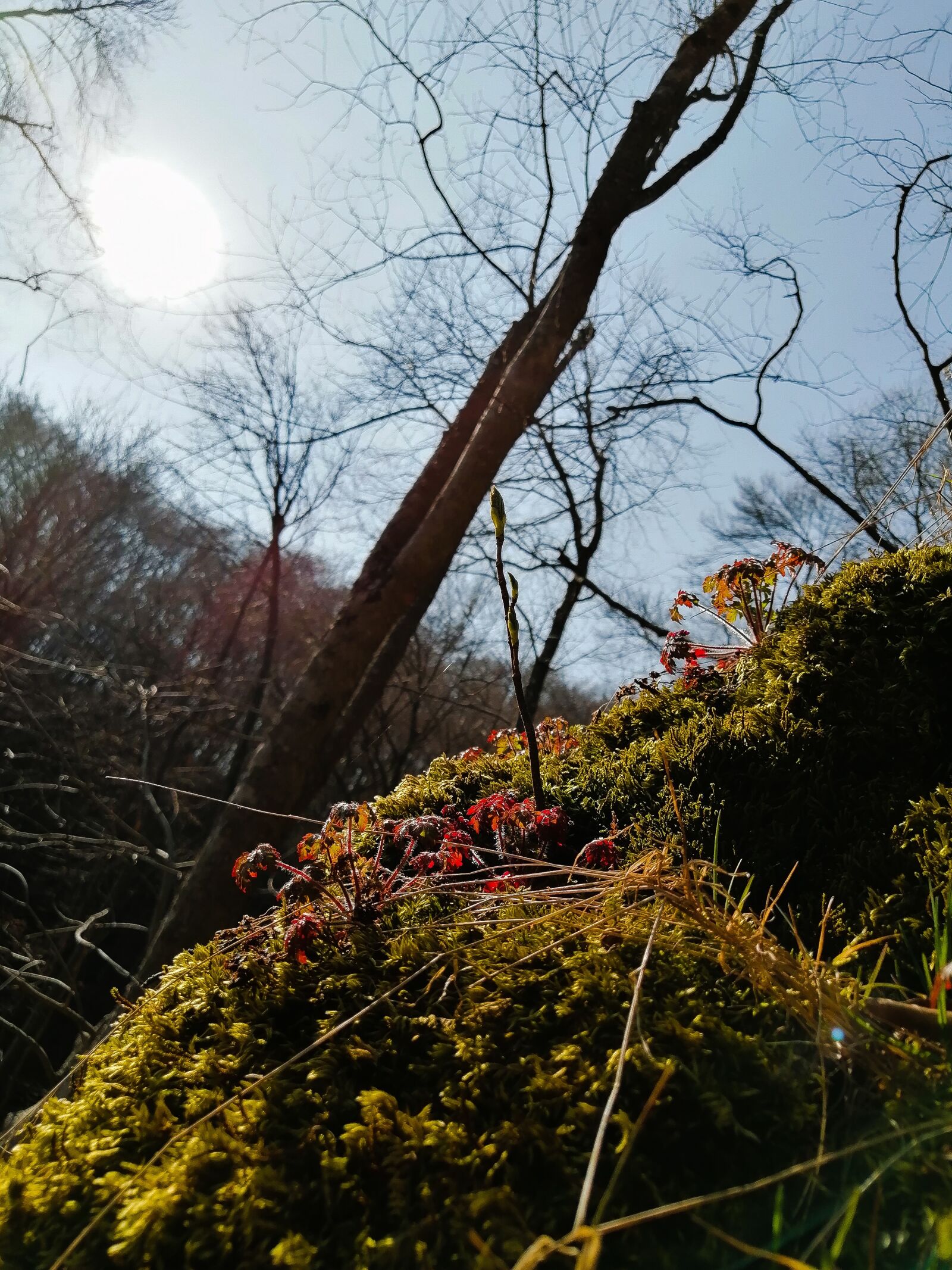 HUAWEI STK-LX1 sample photo. Photoshop, nature, photography photography