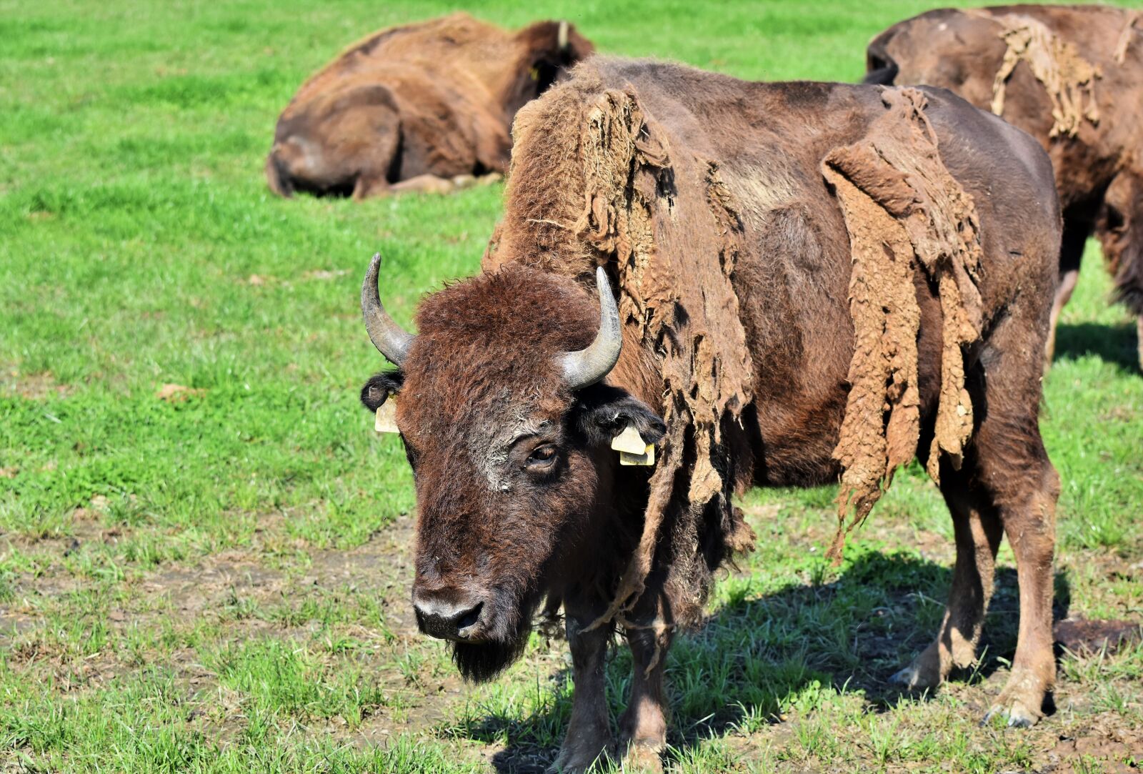 Nikon D7200 sample photo. Bison, buffalo, horns photography