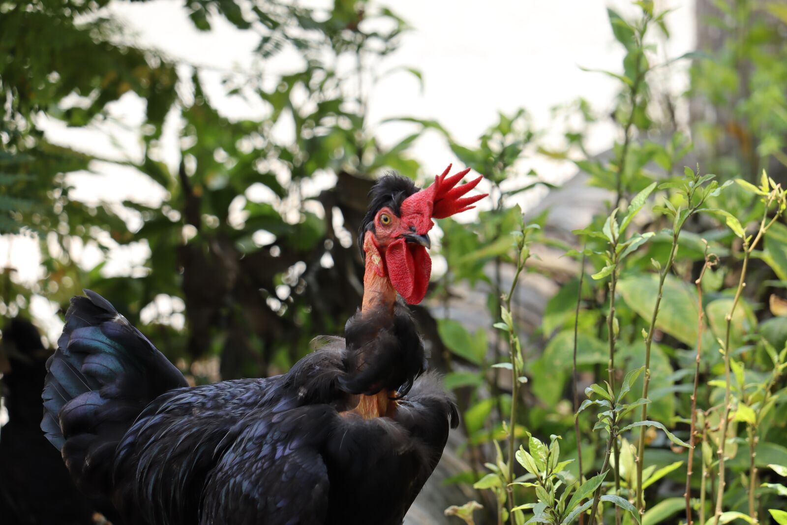 Canon EOS 250D (EOS Rebel SL3 / EOS Kiss X10 / EOS 200D II) sample photo. Kerala, hen, male photography