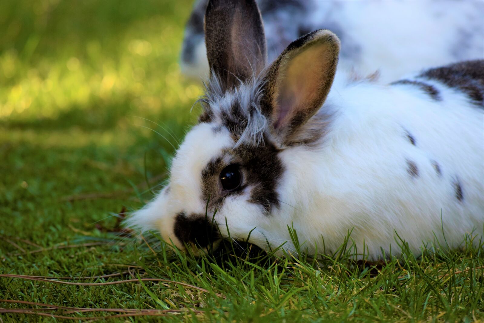 Nikon D3300 sample photo. Rabbit, hare, animal photography