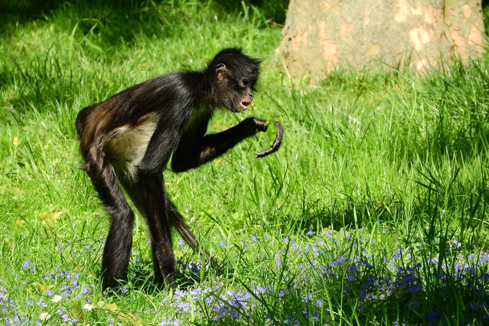 Nikon Coolpix P610 sample photo. Geoffroy's spider monkey, ateles photography