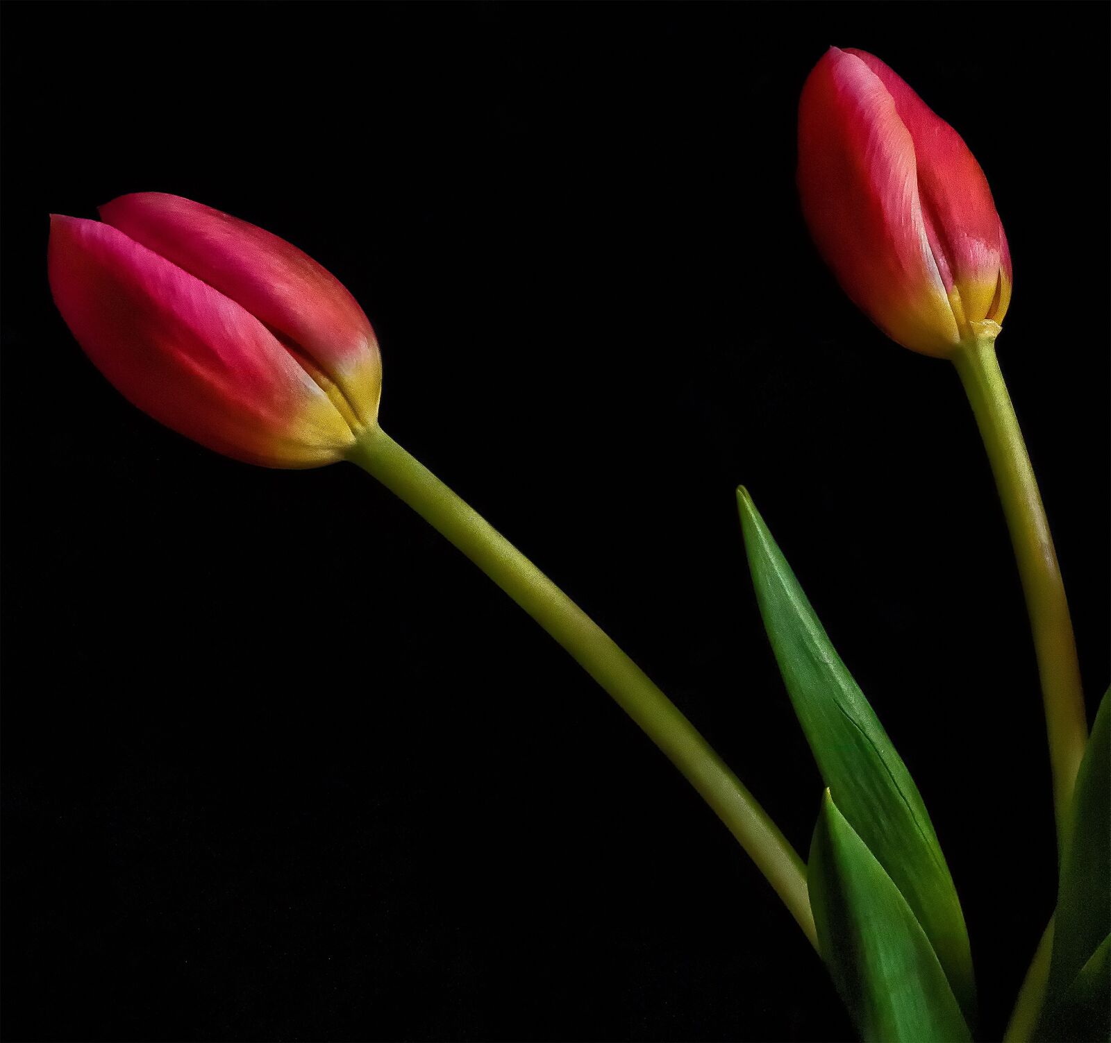 Olympus OM-D E-M1 + Olympus M.Zuiko Digital ED 12-40mm F2.8 Pro sample photo. Tulip, flower, still photography