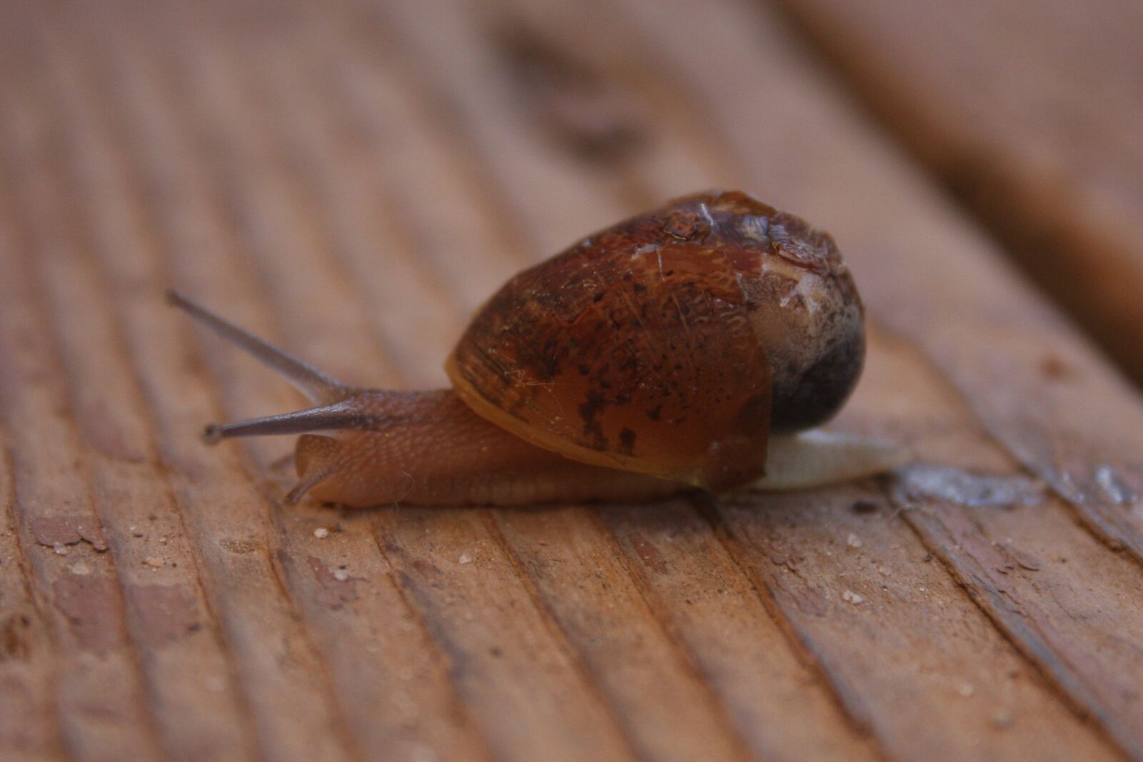 Canon EOS 40D sample photo. Snail, shell, mollusk photography