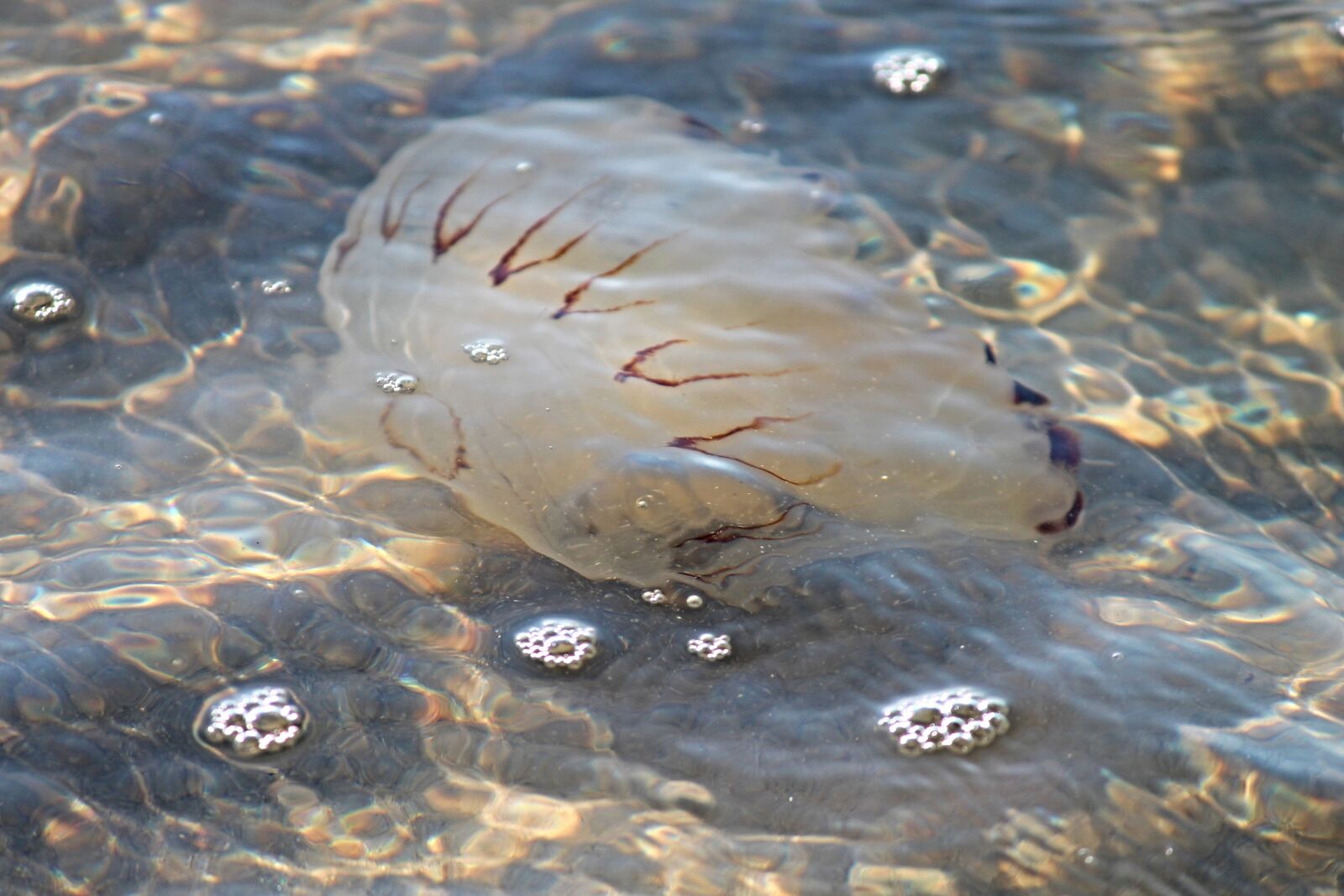 Canon EOS 1100D (EOS Rebel T3 / EOS Kiss X50) sample photo. Compass jellyfish, jellyfish, north photography