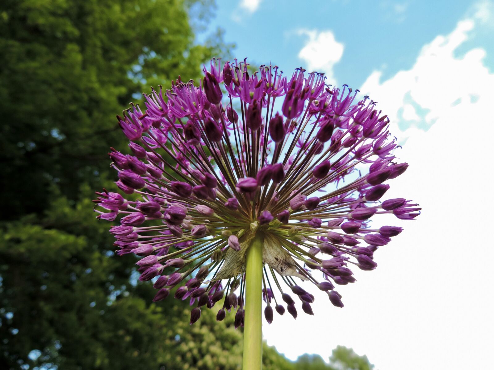 Nikon Coolpix P520 sample photo. Ornamental onion, allium, blossom photography