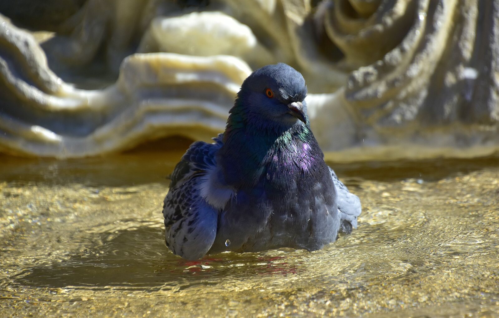Nikon D7200 sample photo. Pigeons, water, nature photography