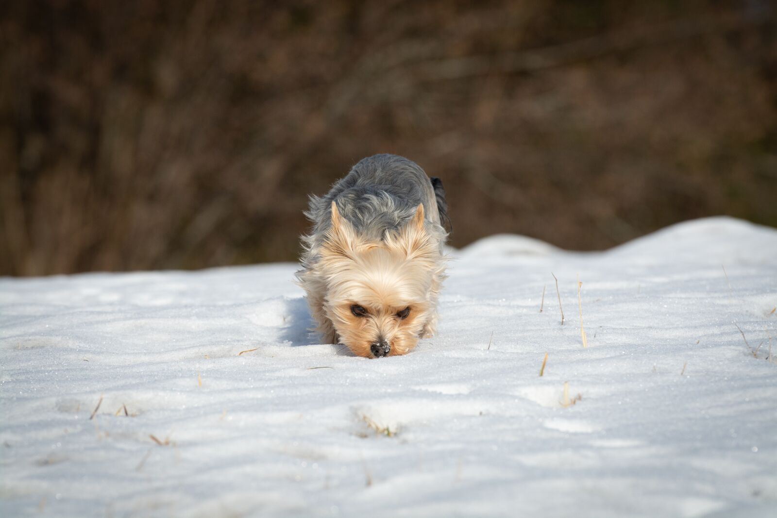 Nikon D7100 sample photo. Dog, winter, snow photography