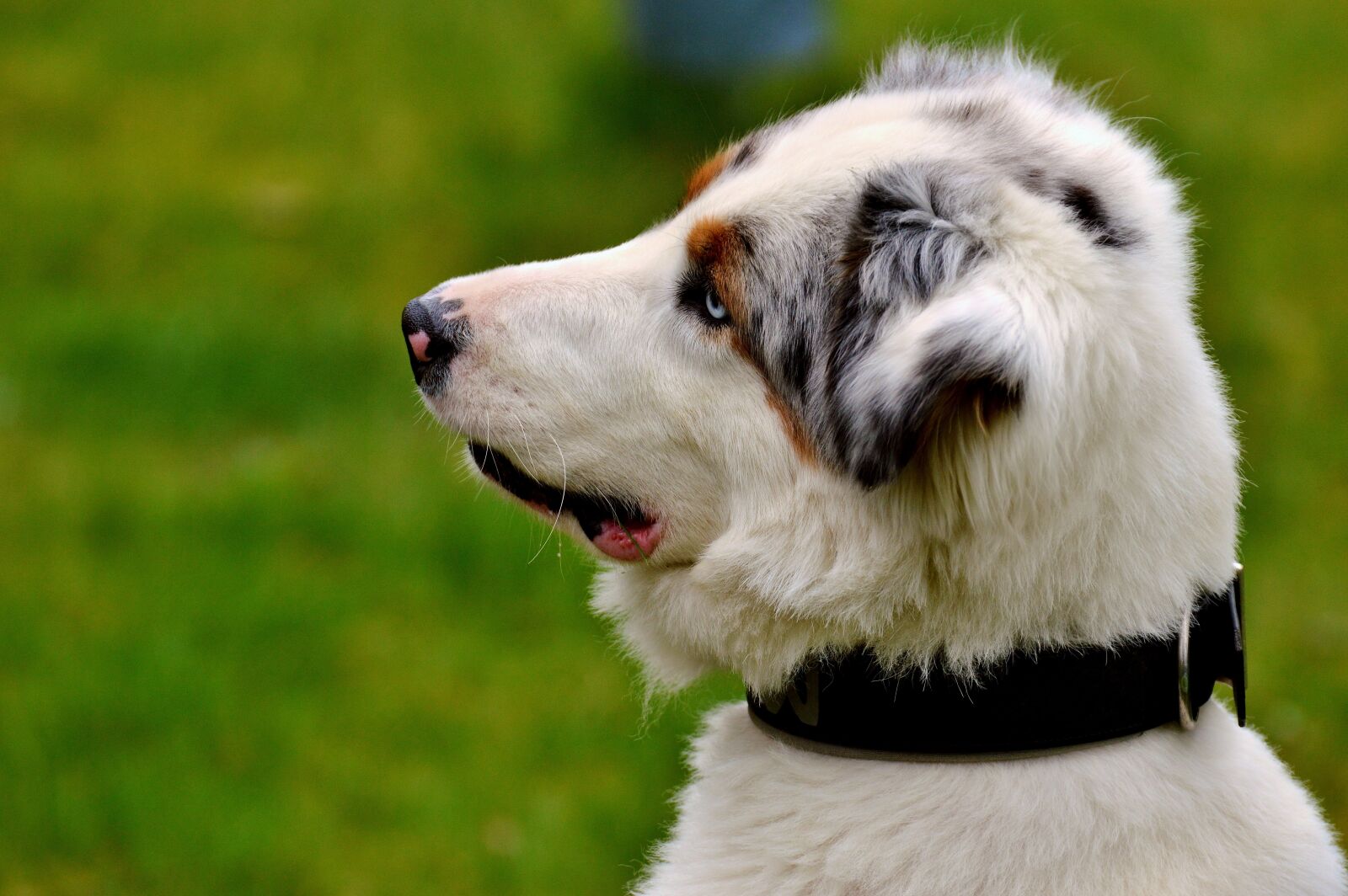 Nikon D3200 sample photo. Dog, young, play photography