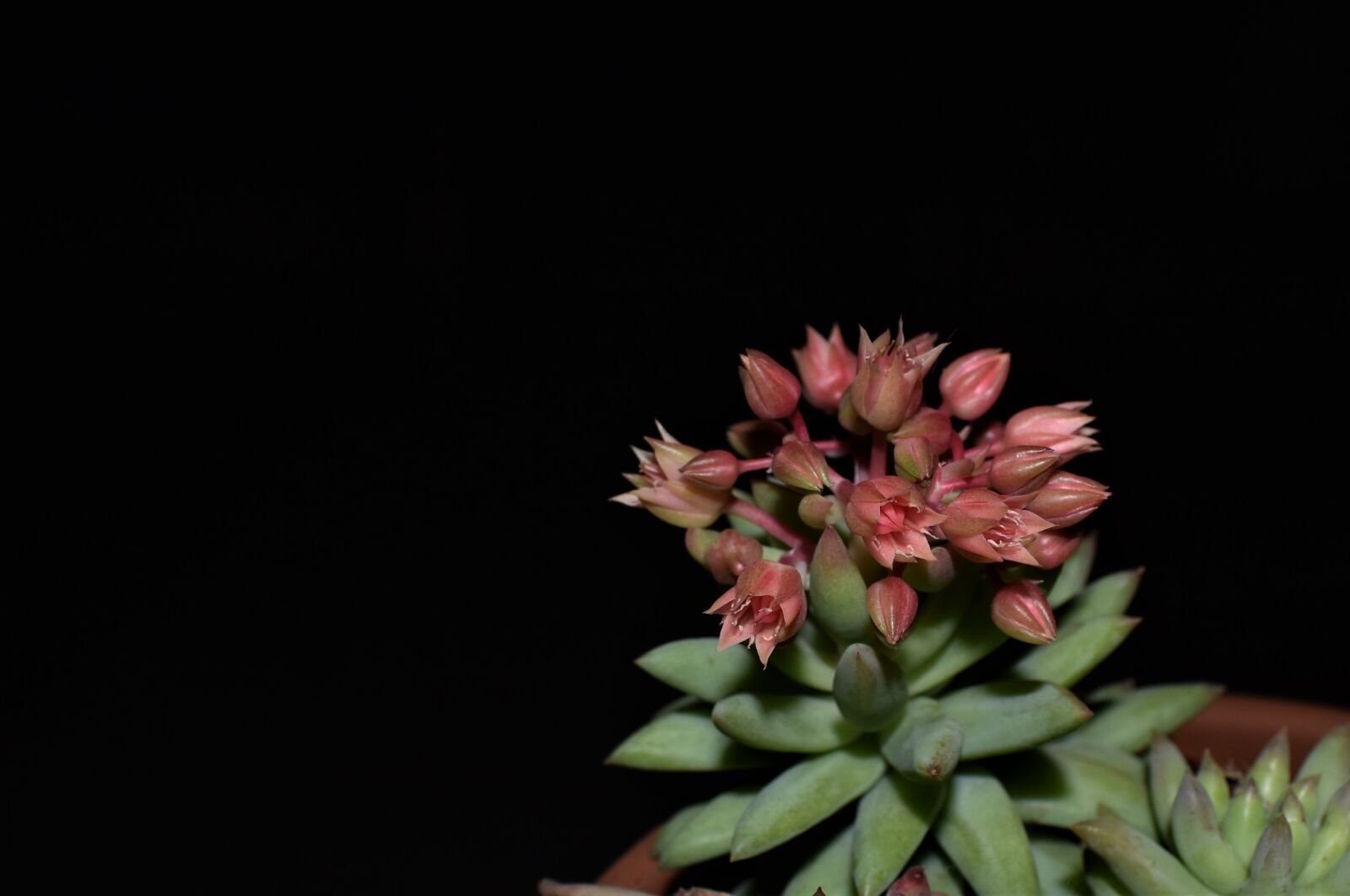 Nikon D3500 sample photo. Plant, succulent, bloom photography