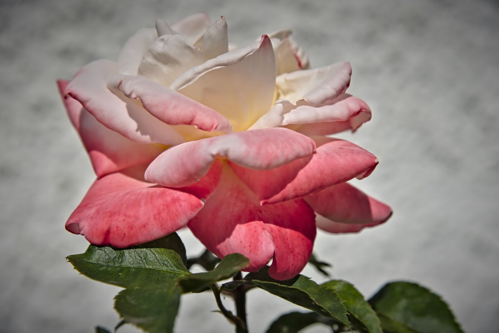 Nikon D750 sample photo. Rose, white, red photography