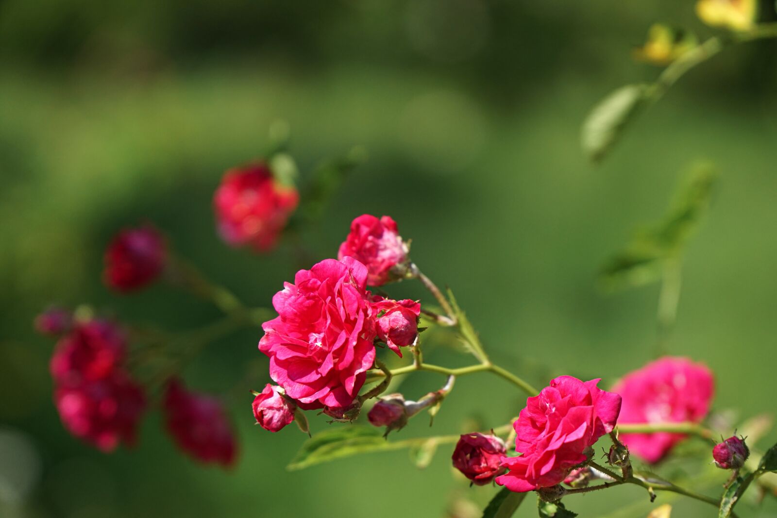 Sony a6000 + Sony E PZ 18-105mm F4 G OSS sample photo. Roses, wild rose, blossom photography