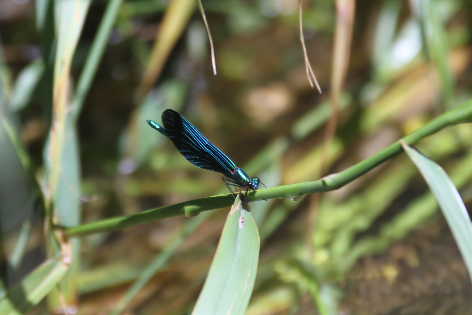 Canon EOS 7D sample photo. Nature, dragon-fly, insect photography