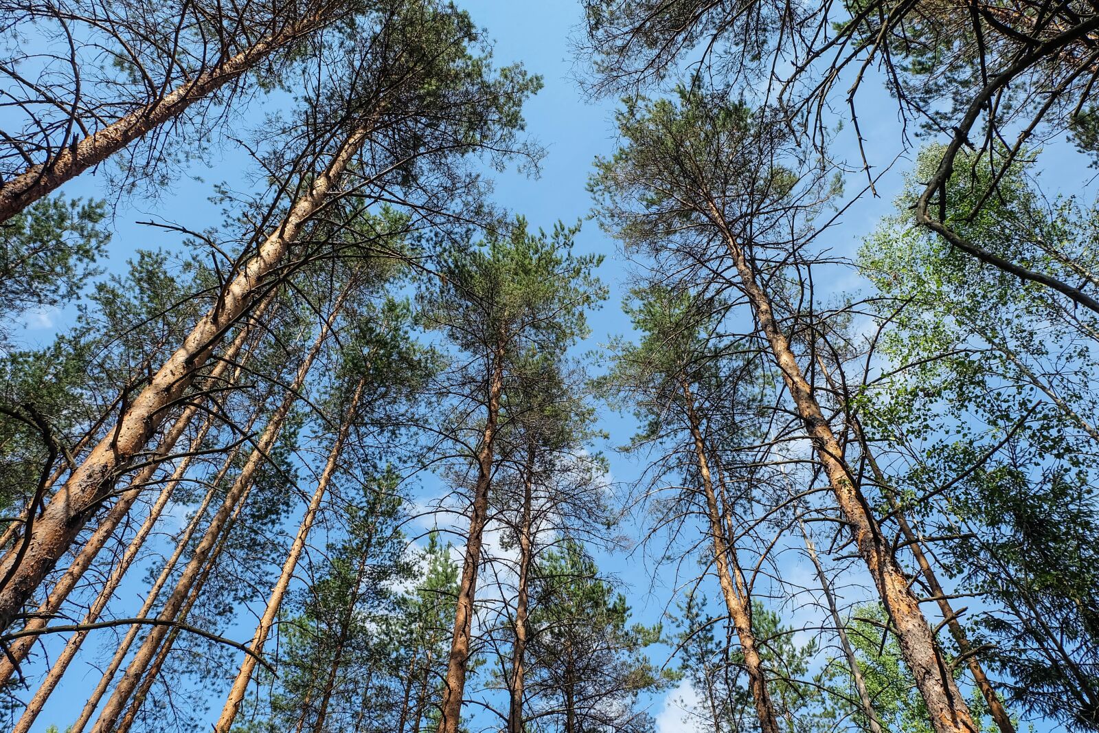 Fujifilm X-A2 + Fujifilm XC 16-50mm F3.5-5.6 OIS II sample photo. Forest, russia, beauty photography