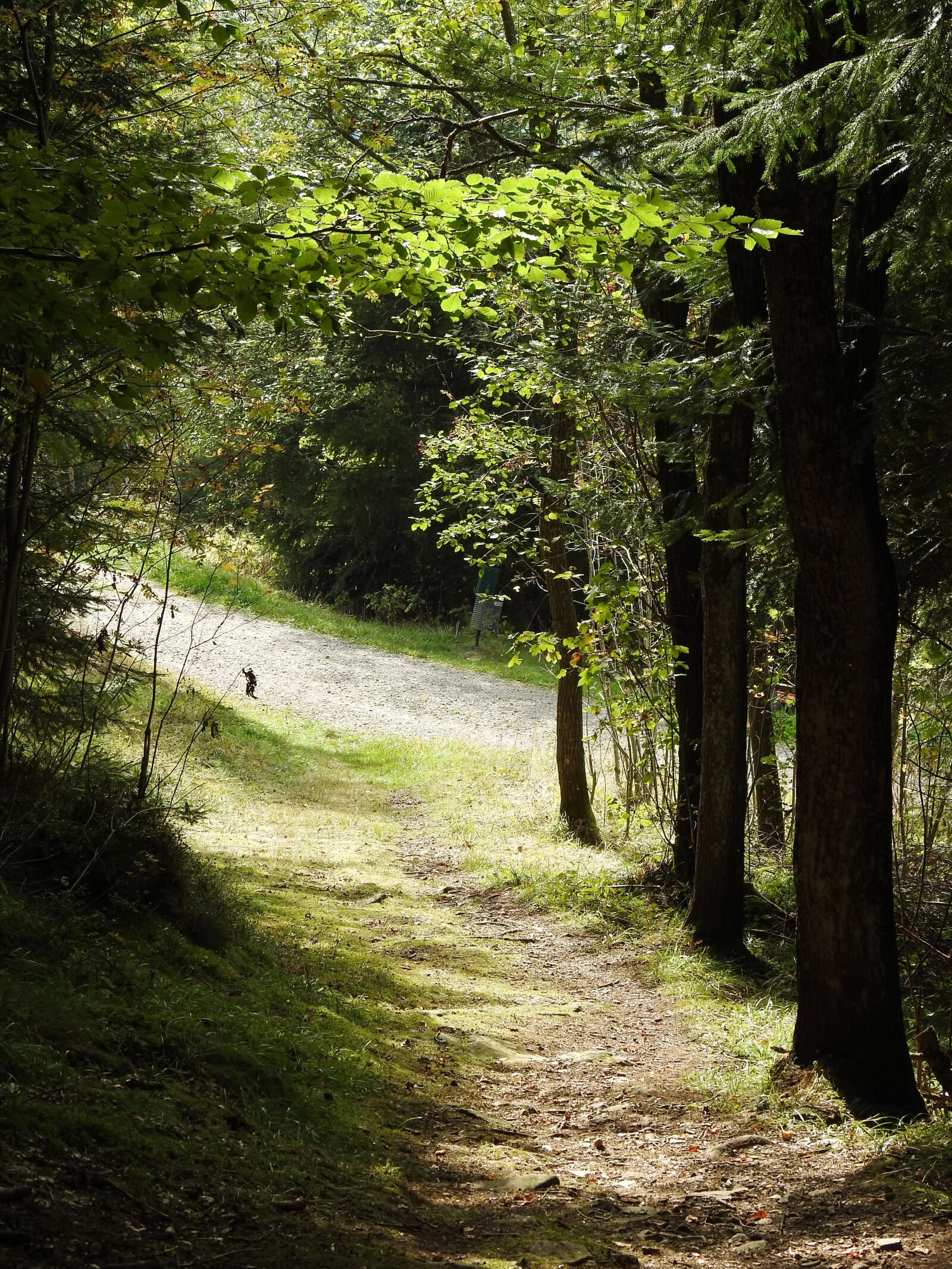 Nikon Coolpix P900 sample photo. Forest, forest path, green photography