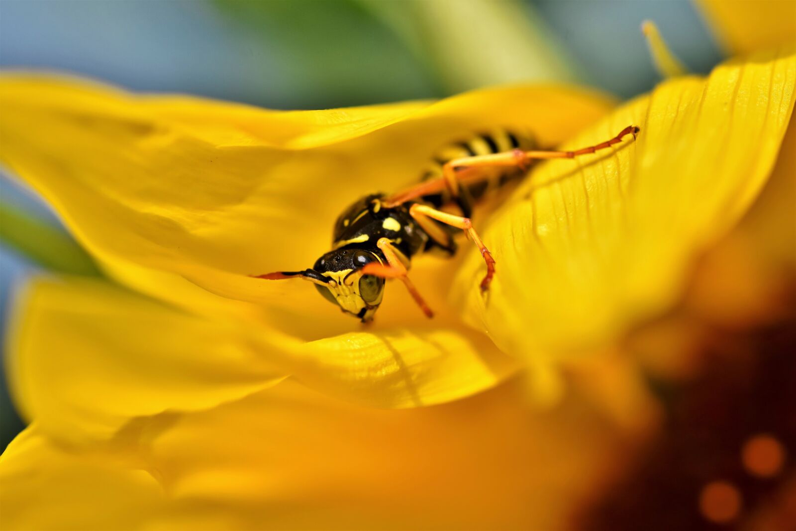 Nikon D7200 sample photo. Wasp, insect, sting photography