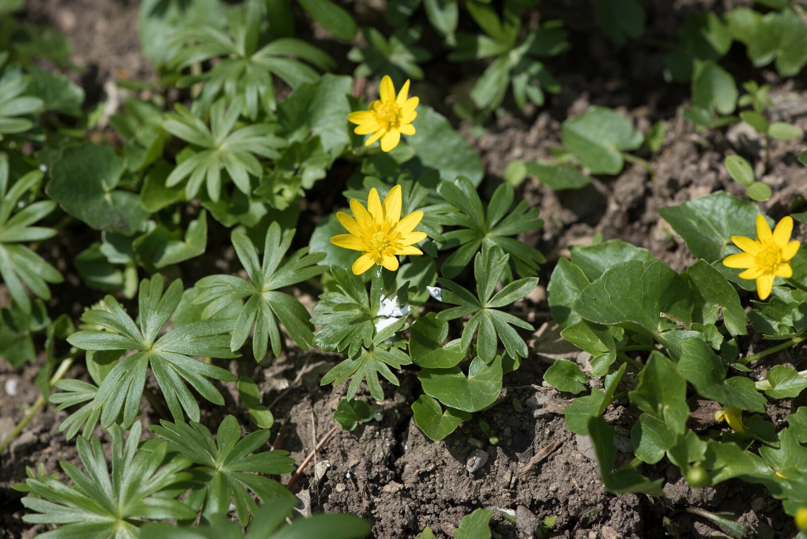 Nikon D750 sample photo. Celandine, flowers, yellow photography