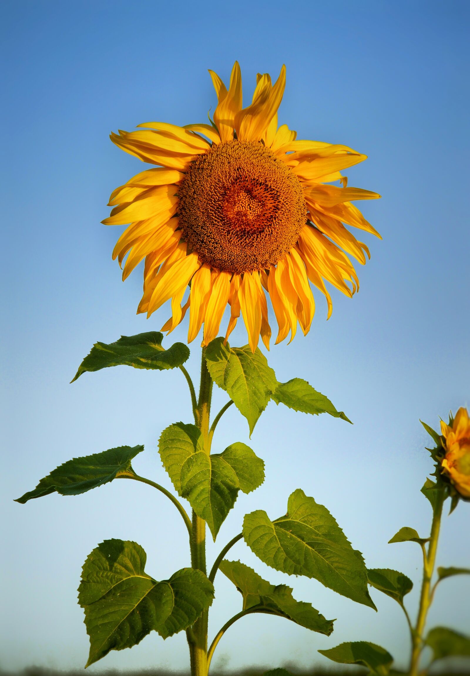 Sony SLT-A58 sample photo. Sunflower, field, blossom photography