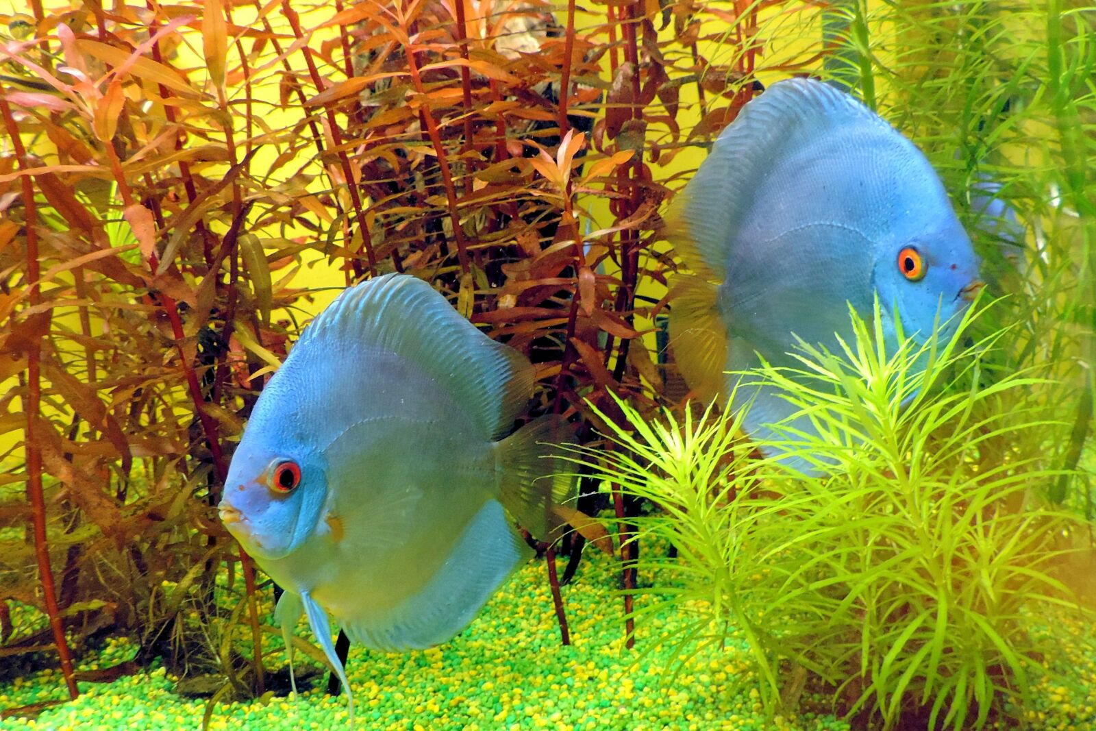 Nikon Coolpix P520 sample photo. Fish, aquarium, underwater world photography